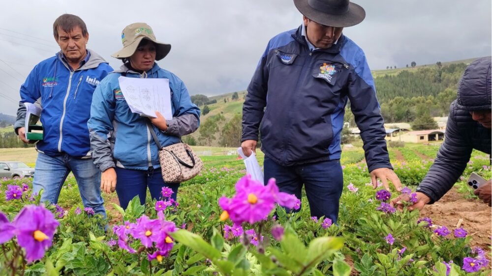 Evalúan clones de papa para liberarlas como nueva variedad y su industrialización 