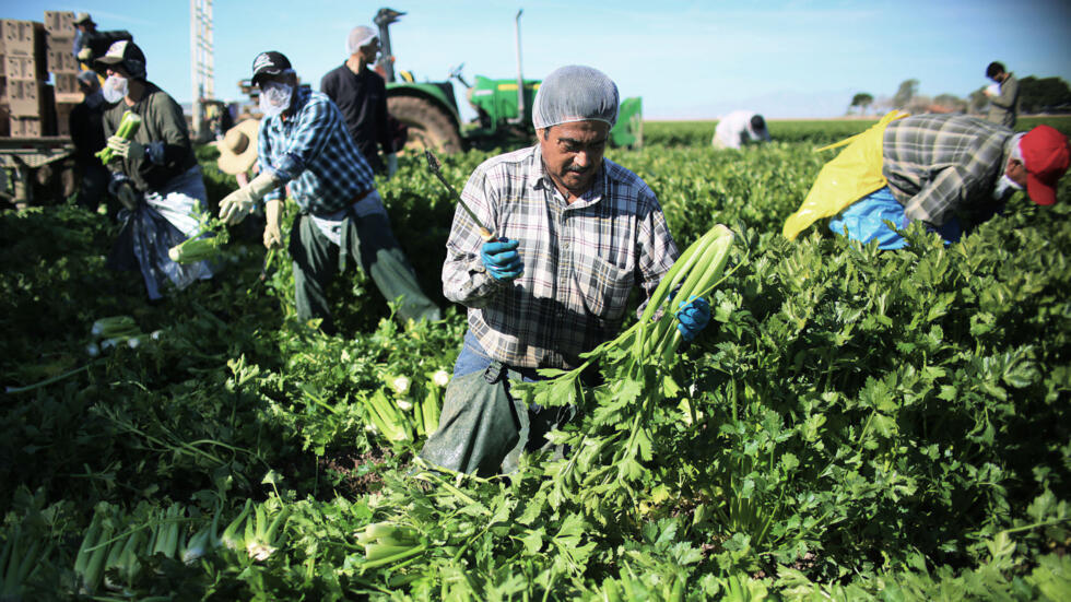 Trabajadores agrícolas mexicanos cosechan apio en un campo de Brawley, California, en el Valle Imperial (foto de archivo).