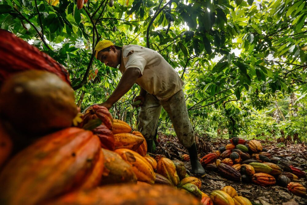 Productor de cacao en la región amazónica de Bolivia. Foto: RRSS