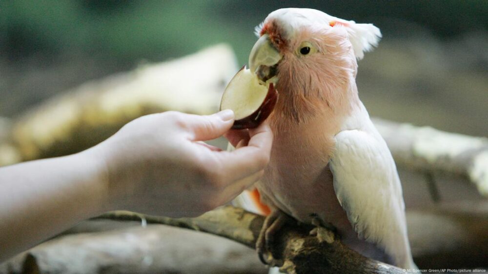 Cookie, una cacatúa Major Mitchell, muerde una manzana en el zoo Brookfield de la Sociedad Zoológica de Chicago en Brookfield, Illinois, el 12 de febrero de 2008.