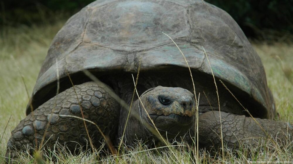 Jonathan, la tortuga gigante de Seychelles que ha vivido lo suficiente para ver pasar tres siglos, continúa activo a sus 192 años en la isla de Santa Elena.