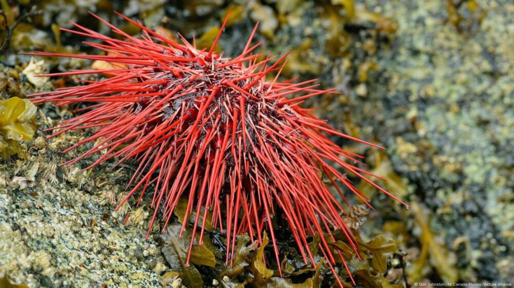 Con su metabolismo extremadamente lento y crecimiento continuo, estos erizos de mar rojos pueden alcanzar los dos siglos de vida en las aguas del Pacífico Norte.