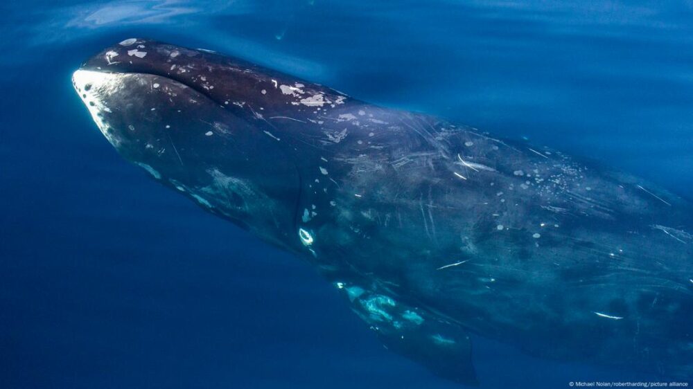 Con su enorme cabeza puntiaguda y más de 200 años de vida, la ballena de Groenlandia navega las gélidas aguas árticas con una lengua que pesa más que un automóvil.