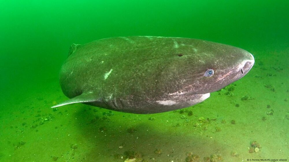 Moviéndose a ritmo glacial en las profundidades árticas y alimentándose una vez cada seis meses, estos tiburones pueden vivir cuatro siglos en las gélidas aguas del norte.