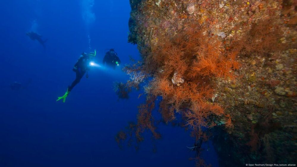 Los buceadores revelan con sus luces la majestuosa presencia de un coral negro en las paredes submarinas de Palaos, Micronesia. Estos organismos pueden vivir más de cuatro milenios. 