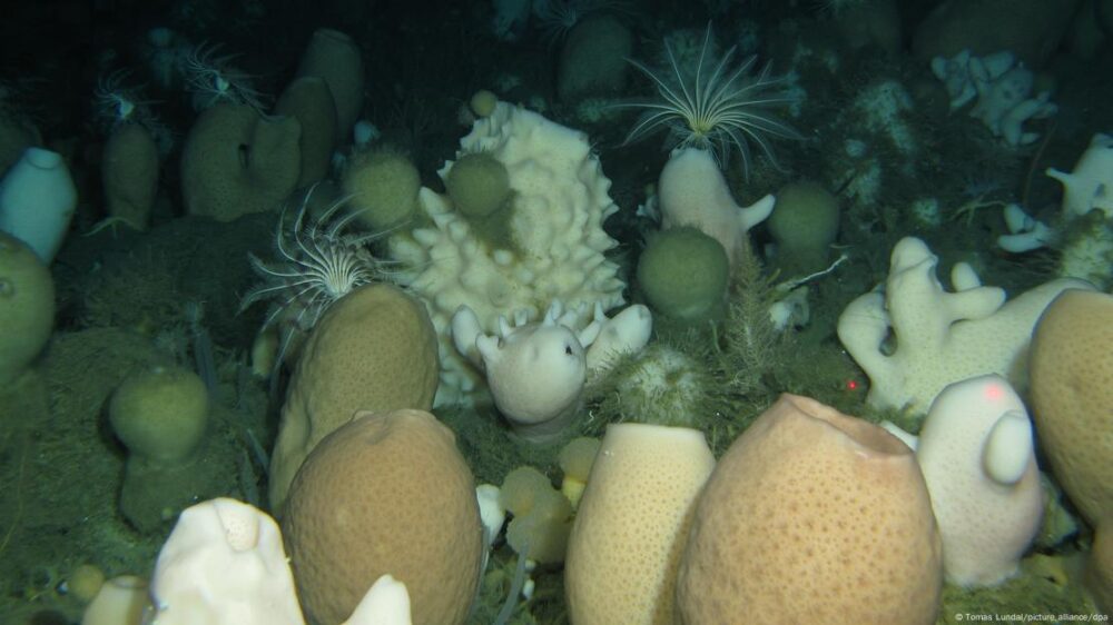 El Mar de Weddell oriental alberga esta densa población de esponjas de cristal, cuyas estructuras de sílice puro pueden acumular milenios de historia.