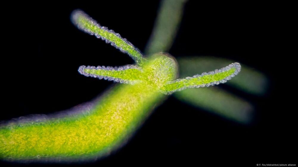 Vista microscópica (138x) de una hidra verde ("Chlorohydra viridissima") que muestra sus delicados tentáculos. Este diminuto animal de agua dulce posee el don de la regeneración perpetua, haciéndolo potencialmente inmortal.