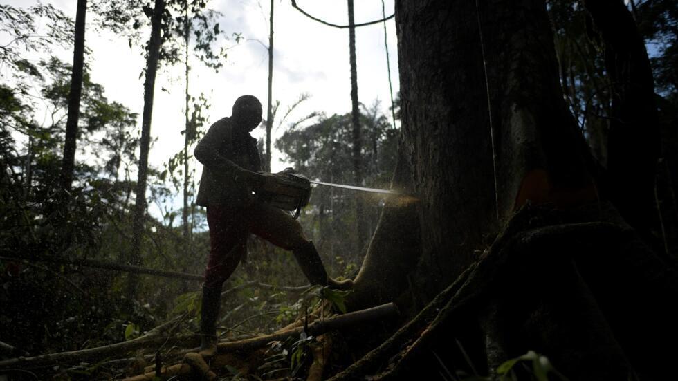 Un campesino tumba árboles en la Amazonía de Colombia para sembrar hoja de coca, el 6 de diciembre de 2021