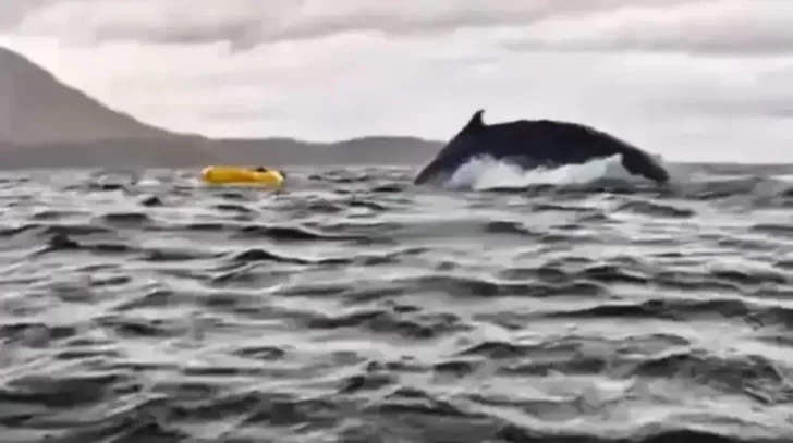 Una ballena jorobada engulló a un joven que hacía kayak en las costas de  Chile: “Pensé que me había comido” | Diario de Cuyo