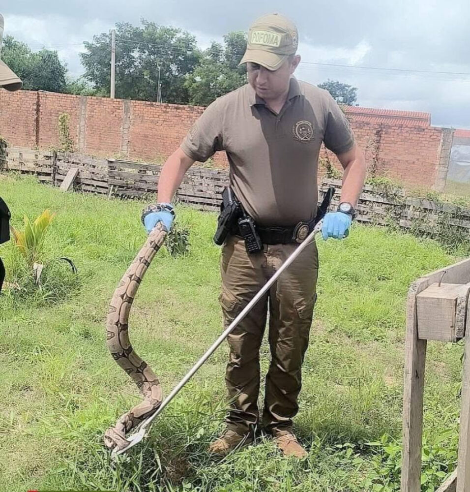 POFOMA Beni rescata fauna silvestre en zonas urbanas de Trinidad