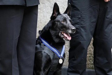 La Casa Blanca, de luto: falleció Huracán, el perro que arriesgó su vida por salvar a un presidente