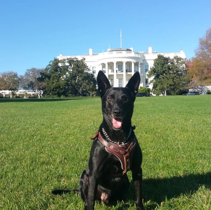 Huracán era un malinois belga negro.Foto: @k9hurricane.