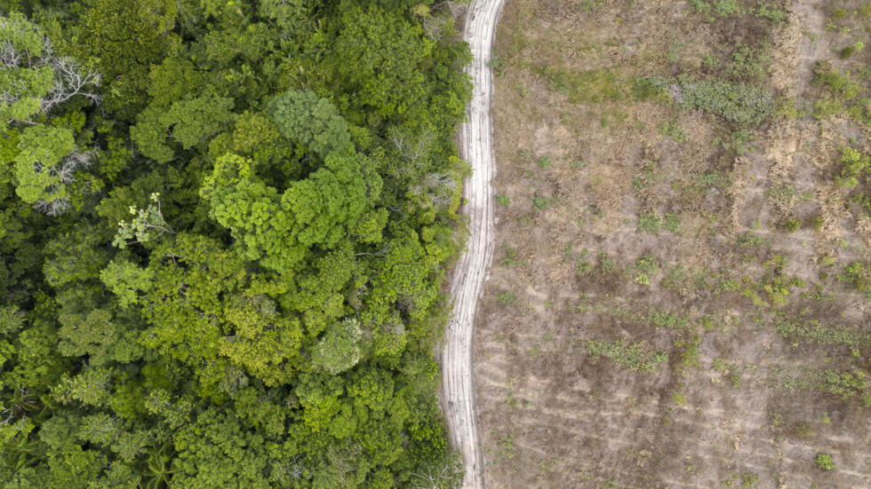 Un antiguo rancho de animales, en proceso de reforestación en Mae do Rio, en la región amazónica brasileña, en una imagen del 11 de diciembre de 2024