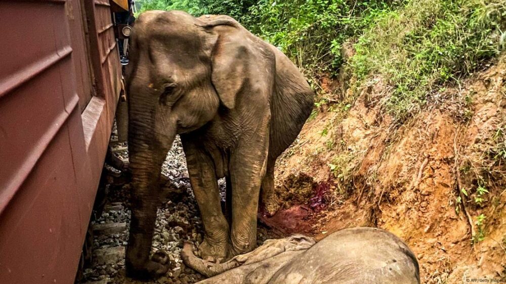 Sri Lanka, Habarana, 2025 | Dos elefantes heridos junto a un tren.