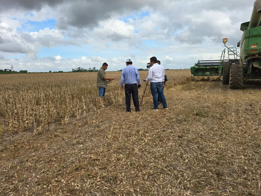 La producción de soya fue golpeada por la sequía el año pasado. Foto: Anapo