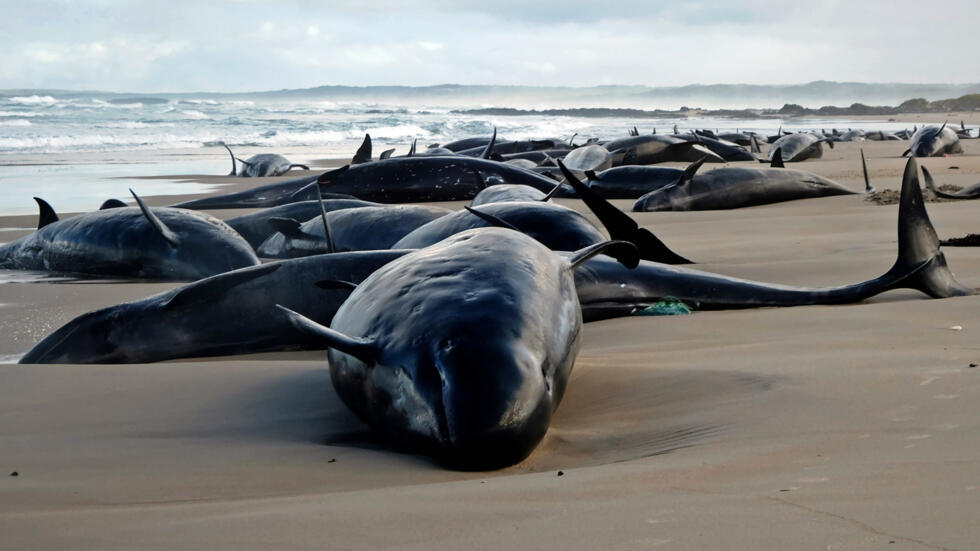 Una imagen de los delfines varados en una playa al oeste de la isla de Tasmania, tomada y divulgada el 19 de febrero de 2025 por el Departamento de Recursos Naturales y Medioambiente de Tasmania, al sur de Australia