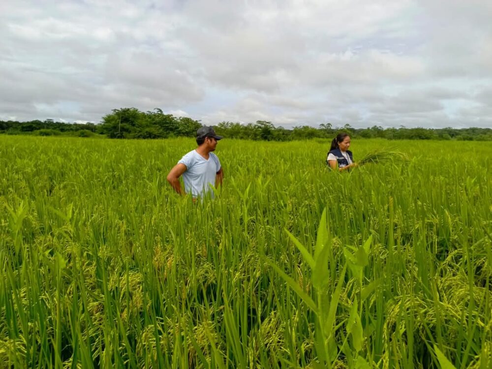 Evalúan avances de investigaciones sobre cultivos de caña de azúcar y arroz