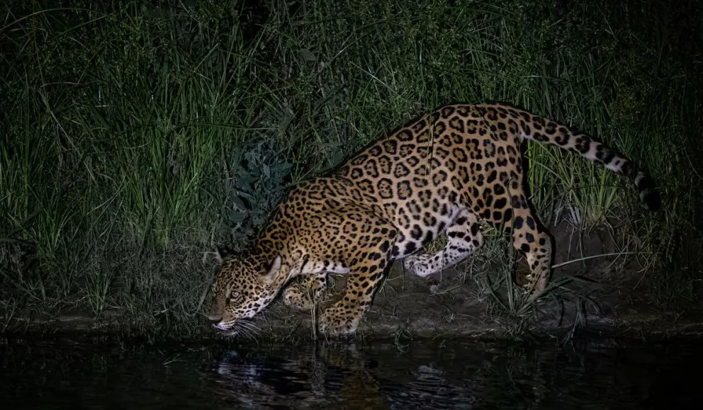 Un aguar retratado de noche en la región amazónica de Guarayos, en Santa Cruz. Foto: Mauricio Peñaranda / El País