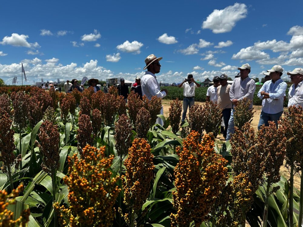 Presidente instruye a su gabinete garantizar diésel para la cosecha en el agro