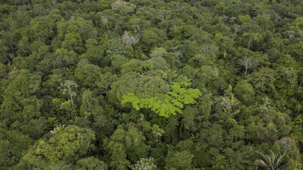 Los satélites del Instituto Nacional de Investigaciones Espaciales (INPE) detectaron alertas de deforestación en 80,95 km2, una caída de 64% respecto de febrero de 2024 y el dato más bajo desde la creación del sistema en 2016