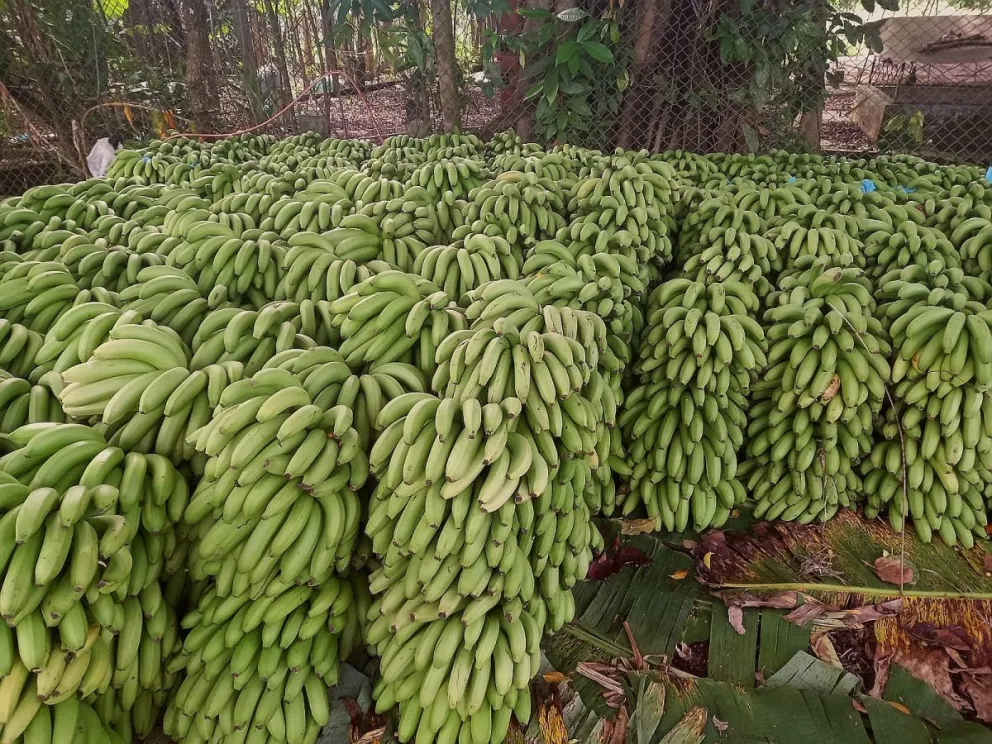 Producción de banano destinado a la exportación. foto: ABI