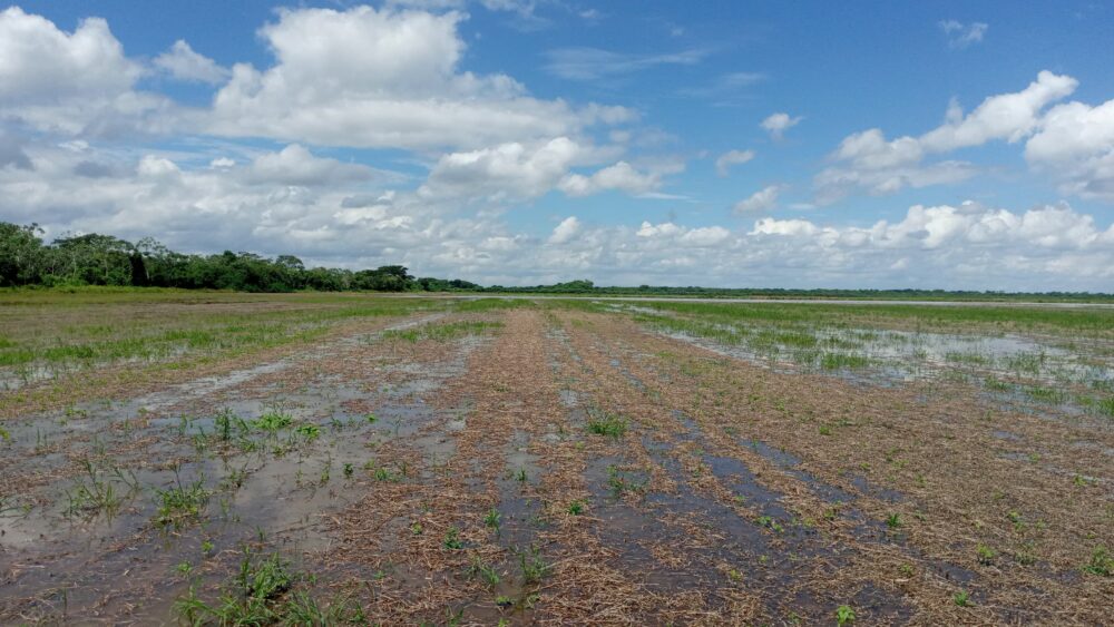 Cultivos de soya afectados en Okinawa / Foto: Cortesía