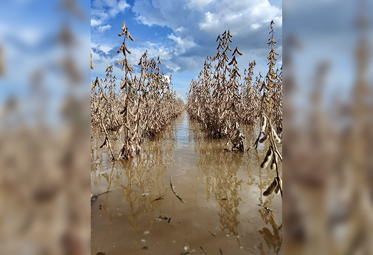 Cultivos de soya inundados, en Cuatro Cañadas