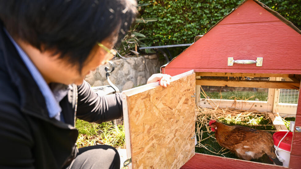 Yong-mi Kim cuida de un par de gallinas alquiladas en jardín de su casa en La Crescenta (California) el 21 de abril de 2025