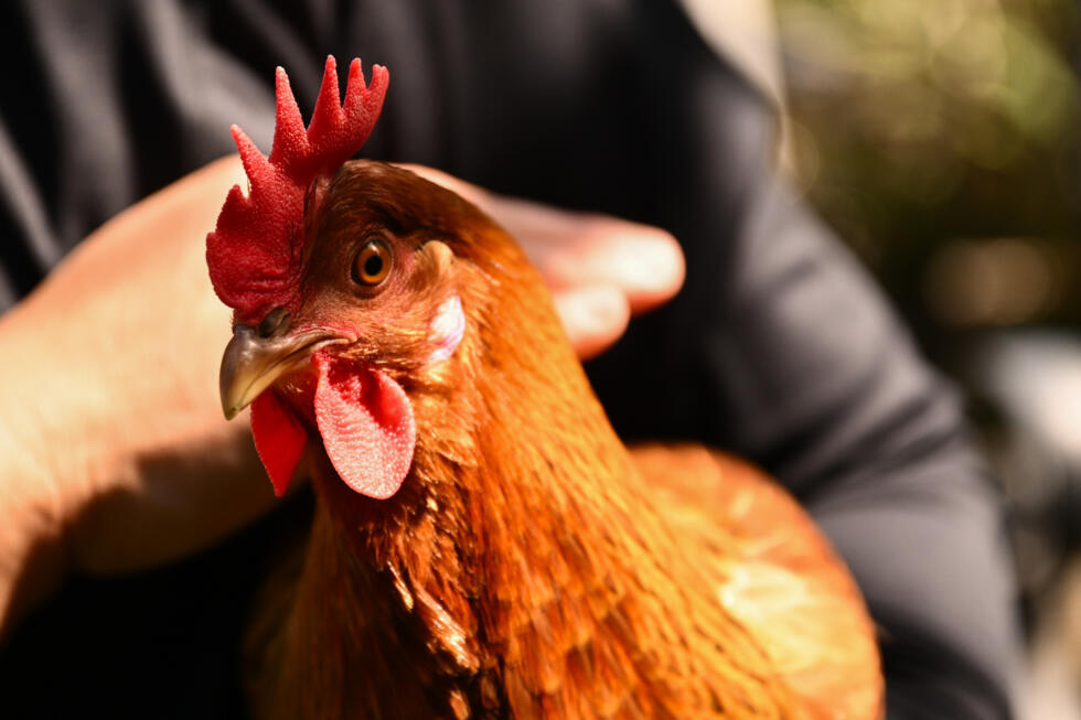 Yong-mi Kim acaricia una de las gallinas alquiladas en La Crescenta (California) el 21 de abril de 2025