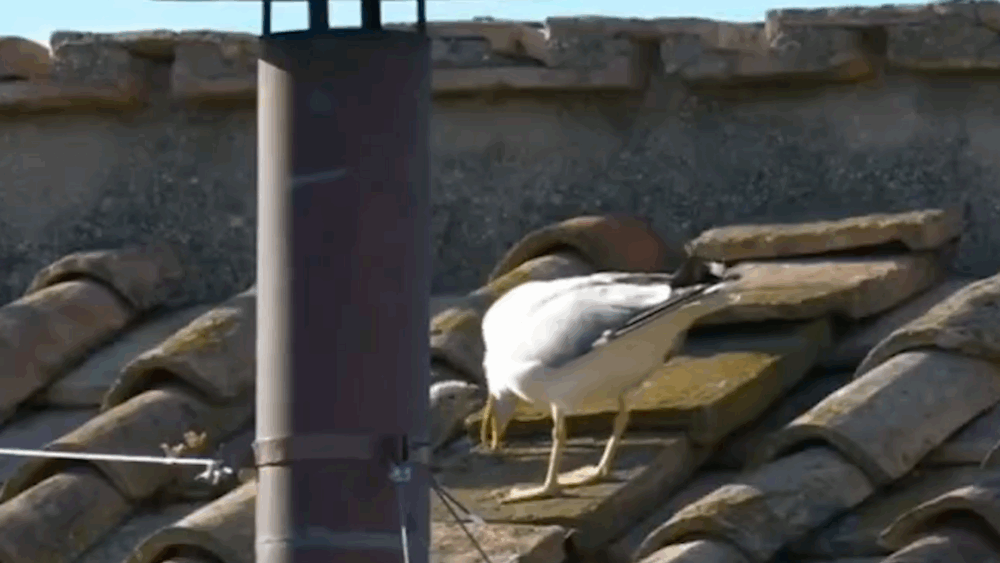 El curioso video de una gaviota y su cría en el momento en que salió la fumata blanca para anunciar al nuevo Papa - Infobae