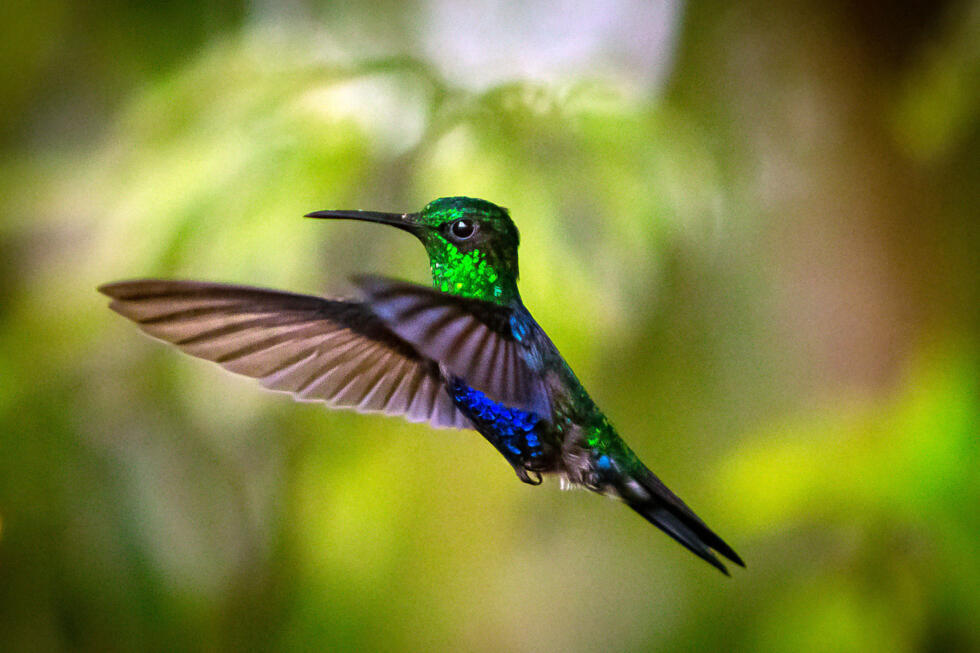 Colibrí ventrivioleta en el Chocó Andino, reserva de la biósfera, Pichincha, Ecuador.