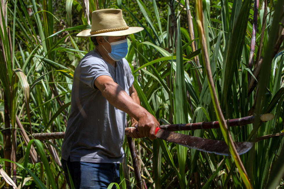 Fabián Andrade cosecha caña madura para producir “panela” -azúcar de caña integral sin refinar- en su propiedad “La Florida” en la reserva de la biosfera Choco Andino en Pichincha, Ecuador, el 25 de septiembre de 2021.