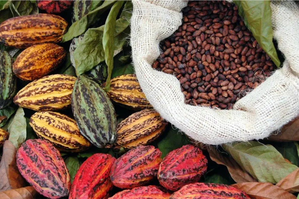 cacao