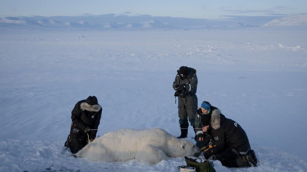 El responsable del Programa Oso Polar, Jon Aars (drcha.), la científica Marie-Anne Blanchet y el veterinario Rolf Arne Olberg (izq.) miden a un macho el 6 de abril de 2025 en la isla de Spitsbergen, en el archipiélago ártico de Svalbard, en Noruega