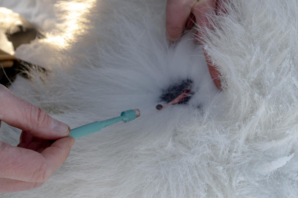 El veterinario noruego Rolf Arne Olberg toma tejido adiposo de un oso polar sedado el 6 de abril de 2025 en la isla de Spitsbergen, en el archipiélago ártico de Svalbard