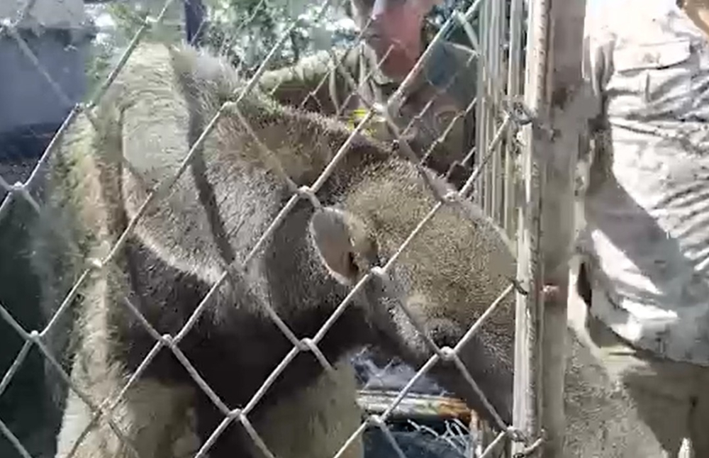 Pofoma rescata un oso hormiguero y un perezoso cerca del aeropuerto de Trinidad