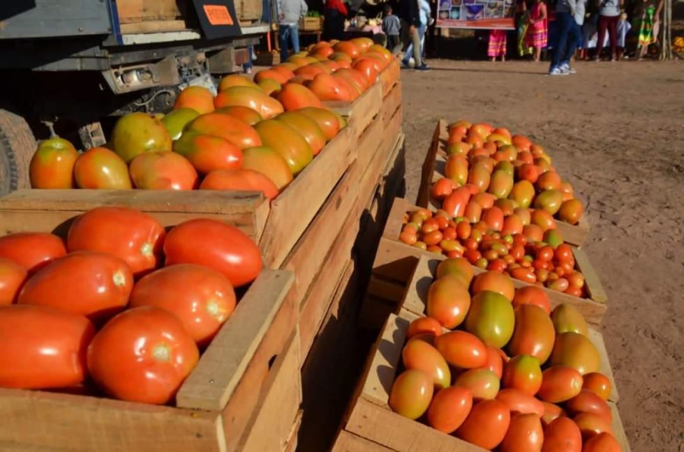 Productores de tomate exigen frenar contrabando