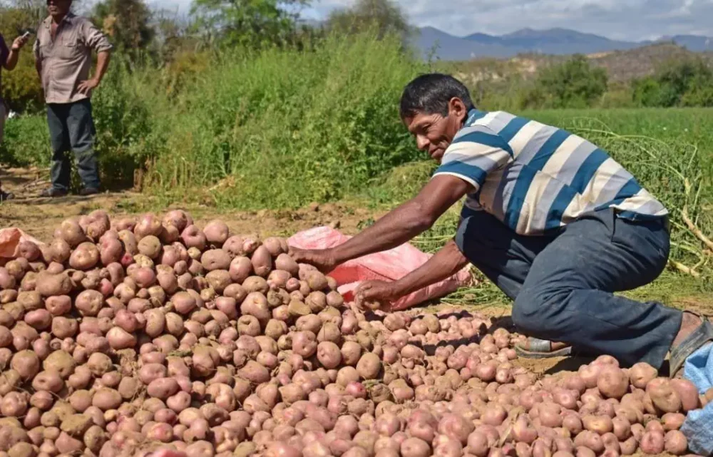 La producción de papa en el país. Foto: INIAF.