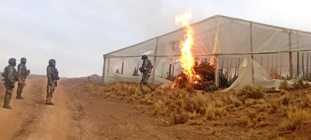 Agentes antinarcóticos prenden fuego a uno de los viveros hallados en Lagunillas Norte. / Foto: Ministerio de Gobierno.