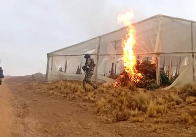 Agentes antinarcóticos prenden fuego a uno de los viveros hallados en Lagunillas Norte. / Foto: Ministerio de Gobierno.