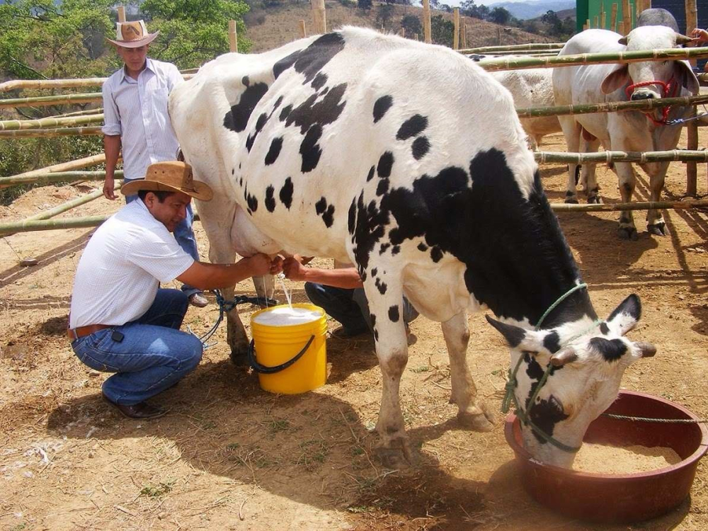 Lecheros denuncian intento de anular bonificación sobre vacunas