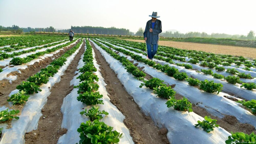 Los investigadores destacaron a China como uno de los países más próximos a la autosuficiencia total, alcanzando la producción necesaria en seis de los siete grupos alimentarios esenciales estudiados.