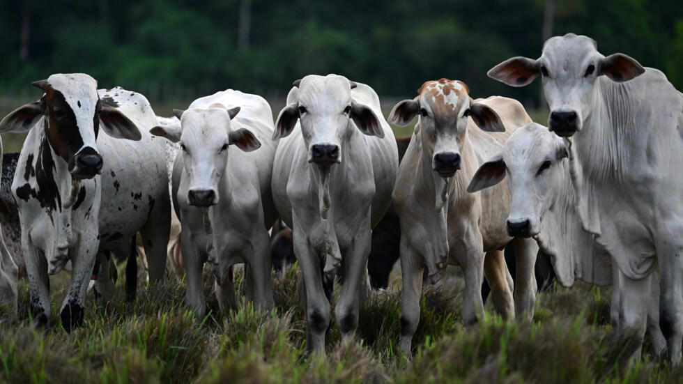 La fiebre aftosa es una zoonosis vírica aguda altamente contagiosa, que afecta al ganado bovino, ovino y caprino. Aunque muy raramente se transmite al hombre, su presencia puede afectar a las exportaciones de carne