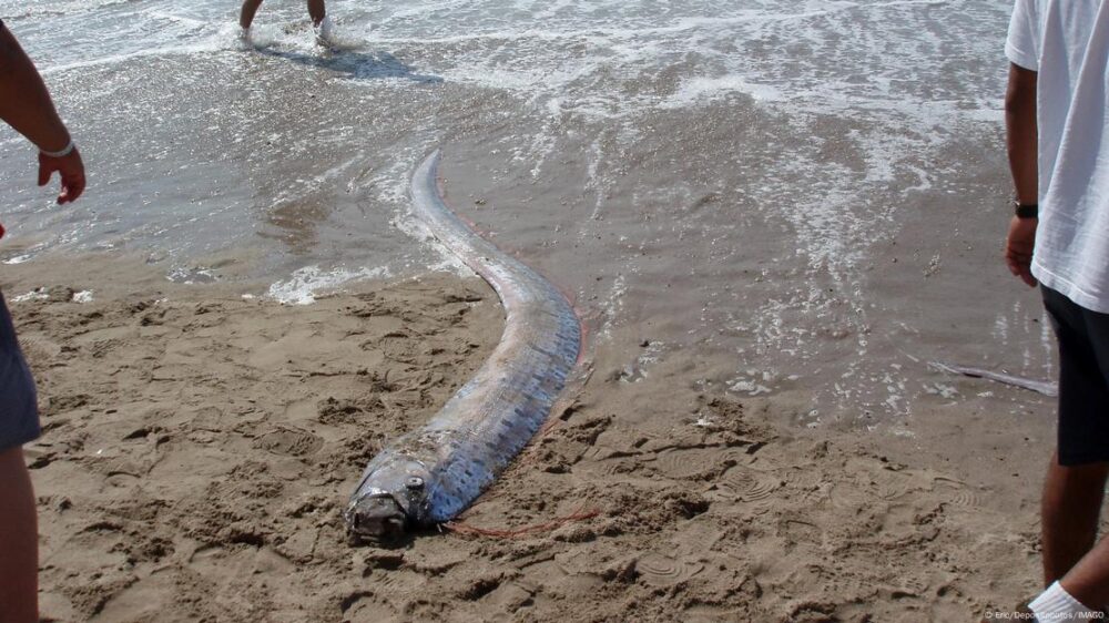 Las criaturas iridiscentes de color azul púrpura, plateado y carmesí emergieron misteriosamente de profundidades entre 150 metros y 1 kilómetro. En la imagen, curiosos observan un pez remo varado en una playa mexicana en 2023.