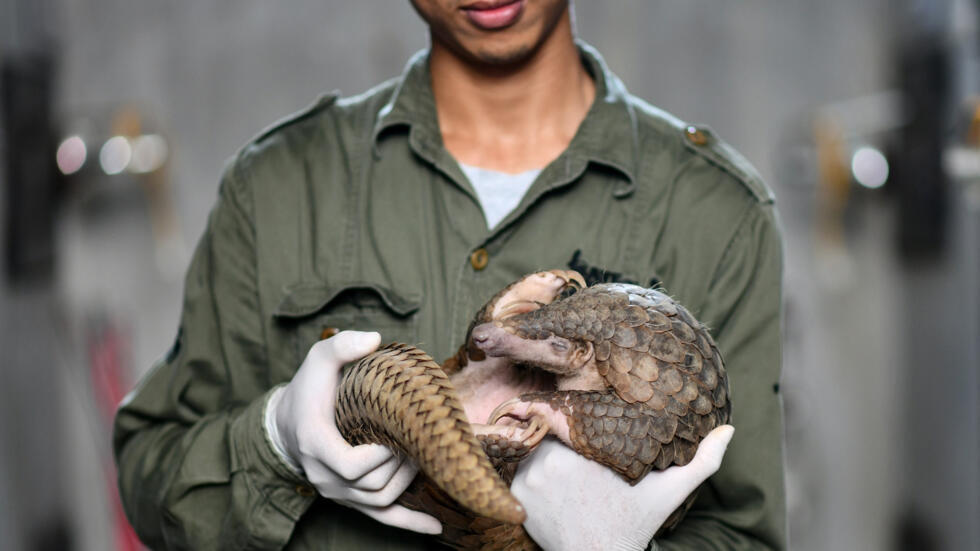 Un pangolín en brazos de un responsable de Save Vietnam's Wildlife, una organización a cargo de un programa de protección de esos animales en el Parque Nacional de Cuc Phuong, el 14 de septiembre de 2020