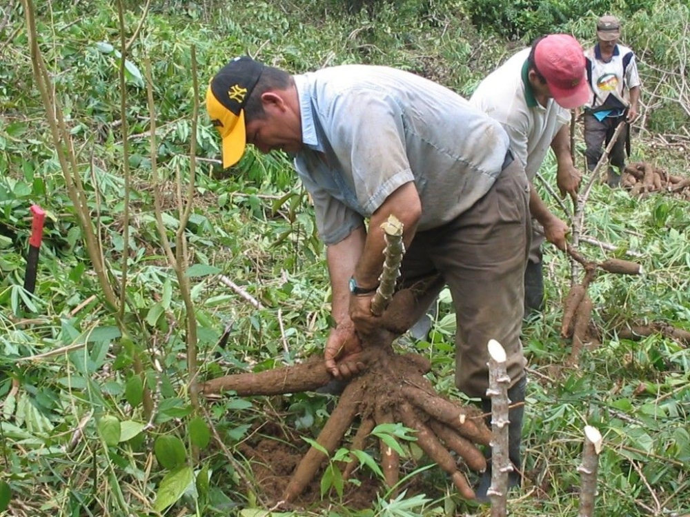 Sector campesino se beneficia de Bs 5 millones en proyectos de producción