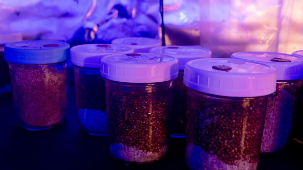 Unos botes de grano colonizado empleados en el proceso de cultivo de la psilocibina, fotografiados en Colorado Springs (Colorado, EEUU) el 18 de febrero de 2025