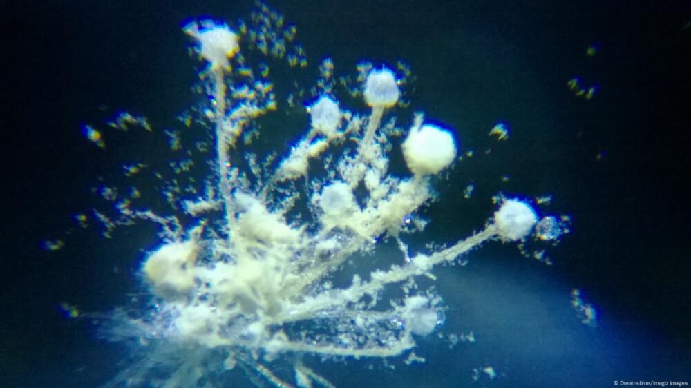 Las esporas amarillas y el micelio del "Aspergillus flavus", observados bajo microscopio en esta foto de 2025, contendrían las asperigimicinas, compuestos fúngicos con estructura única que podrían transformarse en potentes agentes contra células leucémicas tras futuras pruebas clínicas.
