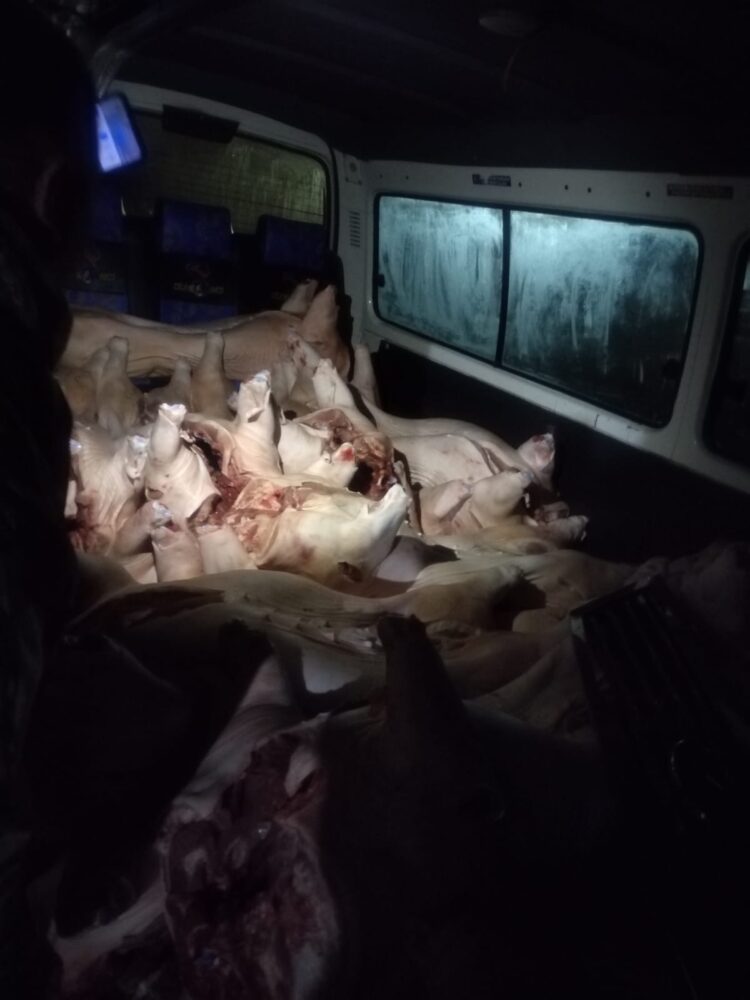 La carne de cerdo estaba dentro de dos minibuses