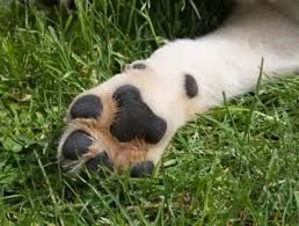 Una patita de un perrito. Foto: Fiscalía